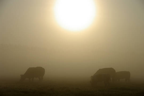istock Grazing cow in a misty wetland 911039000
