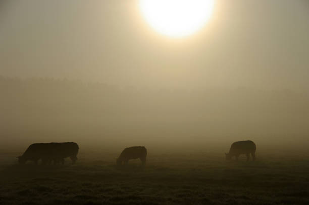 istock Grazing cow in a misty wetland 911039028