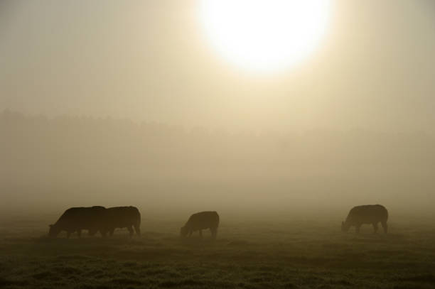 istock Grazing cow in a misty wetland 911039030