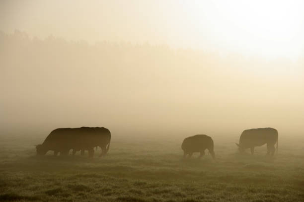 istock Grazing cow in a misty wetland 911039054