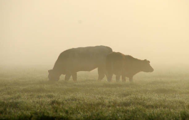 istock Grazing cow in a misty wetland 911041446