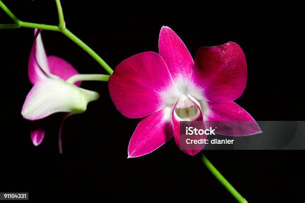 Dendrobium Orchid Sobre Fondo Negro Foto de stock y más banco de imágenes de Clima tropical - Clima tropical, Color - Tipo de imagen, Crecimiento