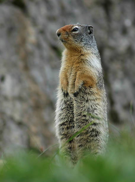 Ground Squirrel Glacier National Park stock photo