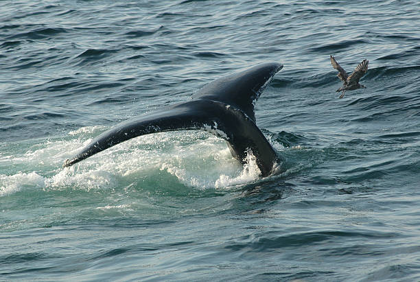 Humpback Whale Massachusetts stock photo