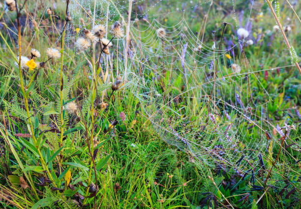 istock Misty morning dew on mountain meadow 911045294