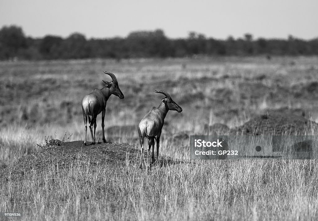 Para Topi na Kopiec, Masai Mara - Zbiór zdjęć royalty-free (Afryka)