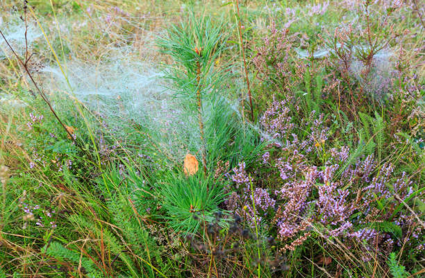 istock Misty morning dew on mountain meadow 911045614