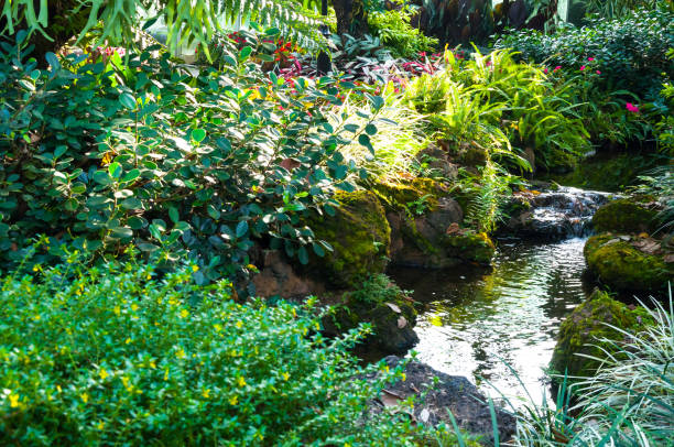 istock Beautiful landscaping with beautiful plants and flowers 911049192