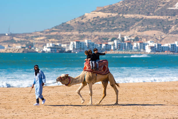 Camel with tourists in Agadir on January 03. 2018 in Morocco Camel with tourists in Agadir on January 03. 2018 in Morocco essaouira stock pictures, royalty-free photos & images