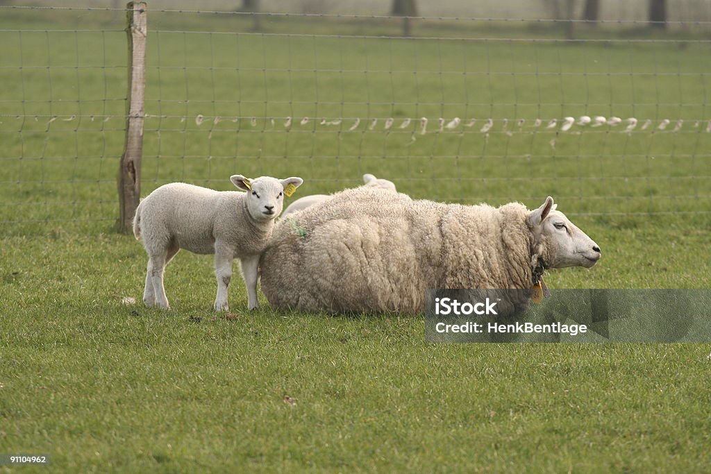 Little carneiro e mãe Ovelha - Royalty-free Animal Foto de stock