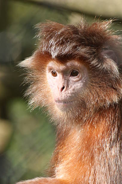 Langur de macaco - foto de acervo