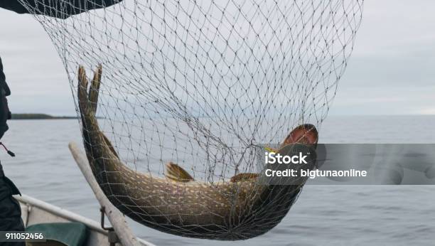 Closeup Of Big Caught Fish Hands Of Fisherman Holding Landing Net