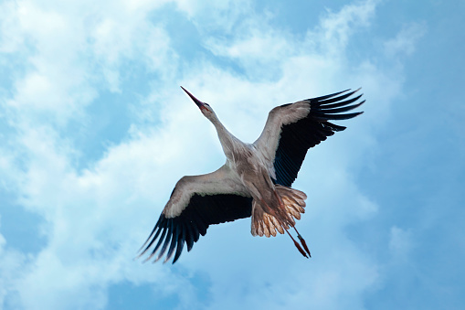 Stork seen from below, flying in front of a blue sky