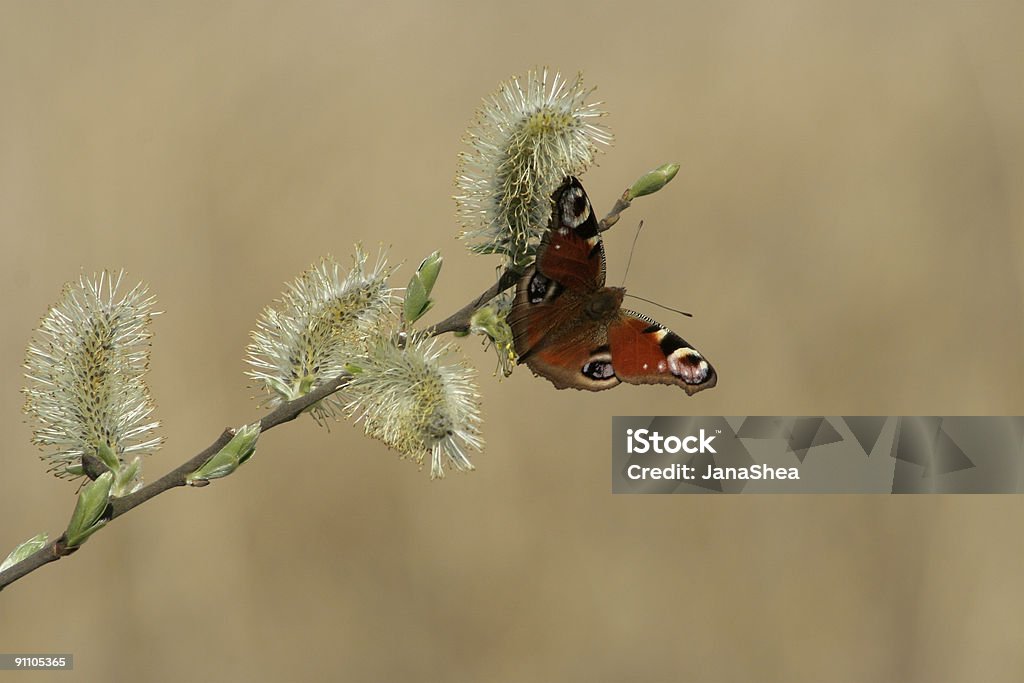 Peacock Butterfly i kóz Willow oddziału - Zbiór zdjęć royalty-free (Holandia)