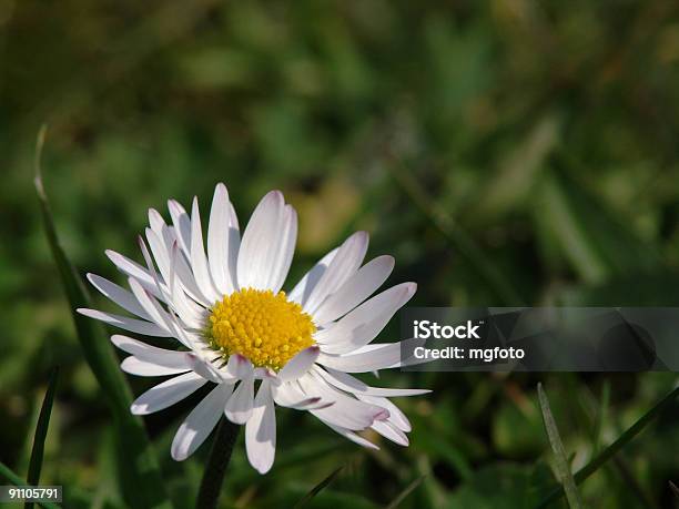 Daisy En El Campo Foto de stock y más banco de imágenes de Aire libre - Aire libre, Amarillo - Color, Belleza de la naturaleza