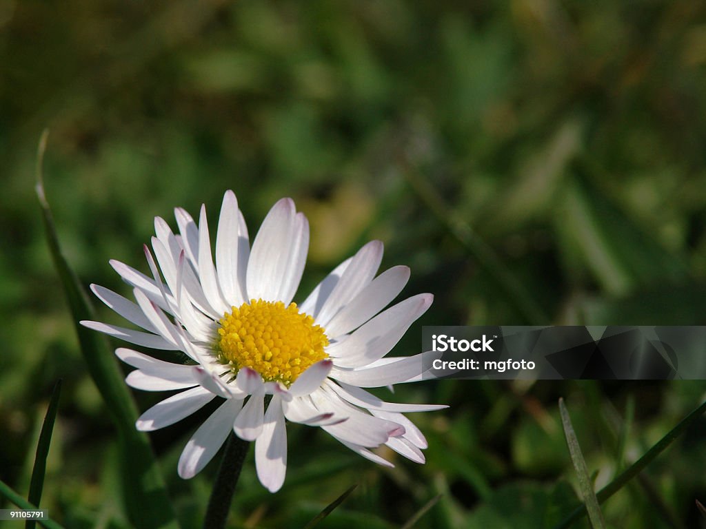 Daisy nel campo - Foto stock royalty-free di Ambientazione esterna