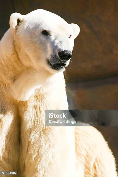 Niedźwiedź Polarny - zdjęcia stockowe i więcej obrazów Antarktyda - Antarktyda, Arktyka, Bez ludzi
