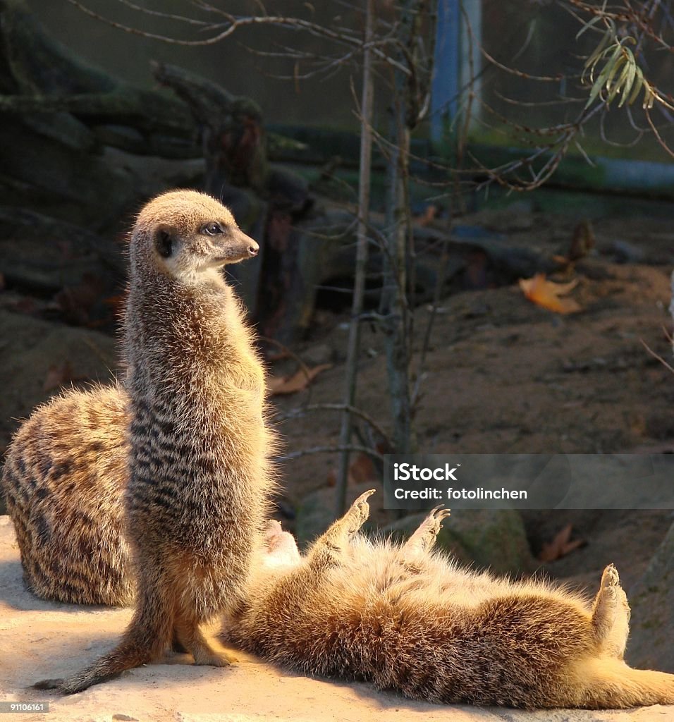 Meerkats Baden Sie in der Sonne - Lizenzfrei Wilhelma Stock-Foto