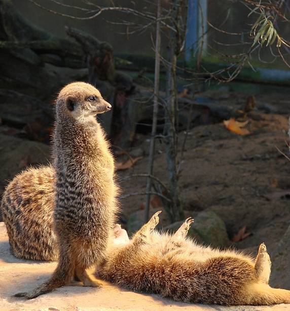 close up portrait of meerkat or suricate