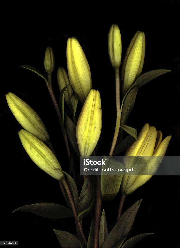 Lis jaune - Photo de Aromathérapie libre de droits