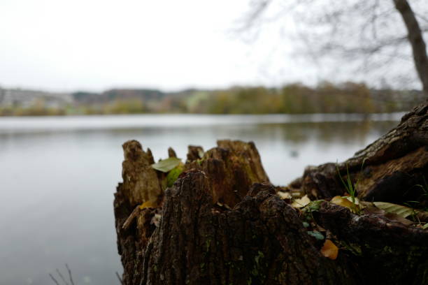 istock Close-Up Of Tree Trunk By Lake 911063996