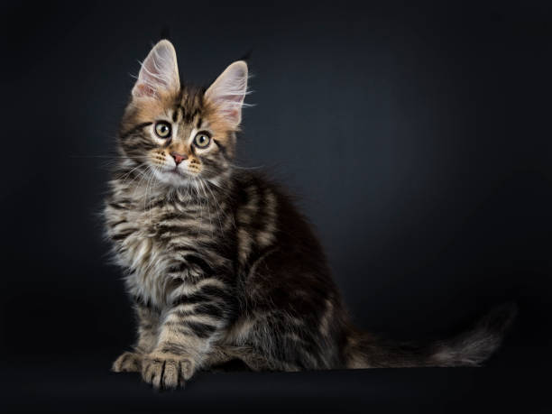 istock Classic brown tabby Maine Coon cat / kitten sitting side ways isolated on black background 911064108