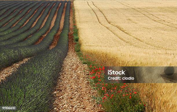 ラベンダー小麦poppies のヴァレンソール高原プロヴァンス - カラー画像のストックフォトや画像を多数ご用意 - カラー画像, ケシ, テクスチャー効果