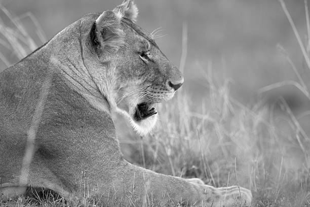 istock Lioness in Black and White 91107174