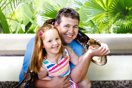 Father and child hold and feed huge python snake at day trip to zoo. Dad and kid watching wild animals in terrarium. Little girl holding snakes. Wildlife safari park for children. Kids with reptiles.