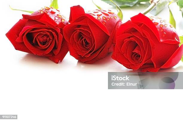Três Rosas Com Gotas De Água Isolado No Branco - Fotografias de stock e mais imagens de Amor - Amor, Beleza natural, Botão - Estágio de flora