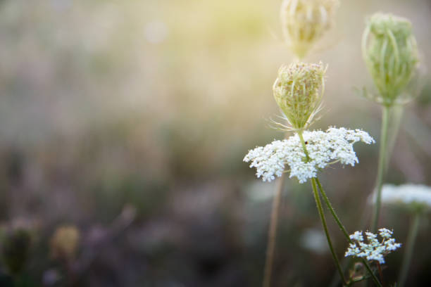 istock Close-up of Wild Flower 911073346
