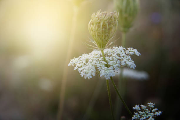 istock Flower of Good Hope 911080844