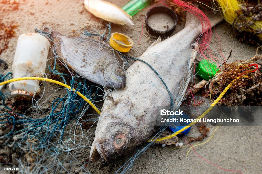 Death fish on the beach with plastic garbage Death fish on the beach with dirty plastic garbage photo with outdoor low sunset lighting. Pollution Stock Photo