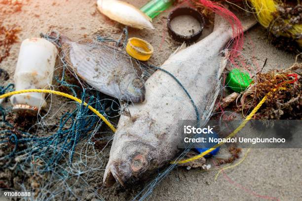 Death Fish On The Beach With Plastic Garbage Stock Photo - Download Image Now - Pollution, Sea, Plastic