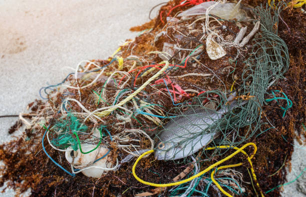 istock Death fish on the beach with plastic garbage 911080900