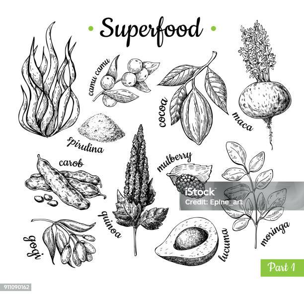 Main De Superaliments Dessinée Illustration Vectorielle Ske Isolé Botanique Vecteurs libres de droits et plus d'images vectorielles de Spiruline