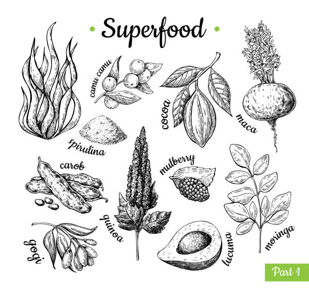 スーパー フードの手には、ベクトル図が描かれました。植物の隔離された ske - seaweed spirulina bacterium algae food点のイラスト素材／クリップアート素材／マンガ素材／アイコン素材