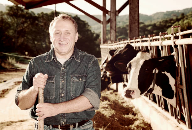 istock Smiling male farmer on cows farm 911090812
