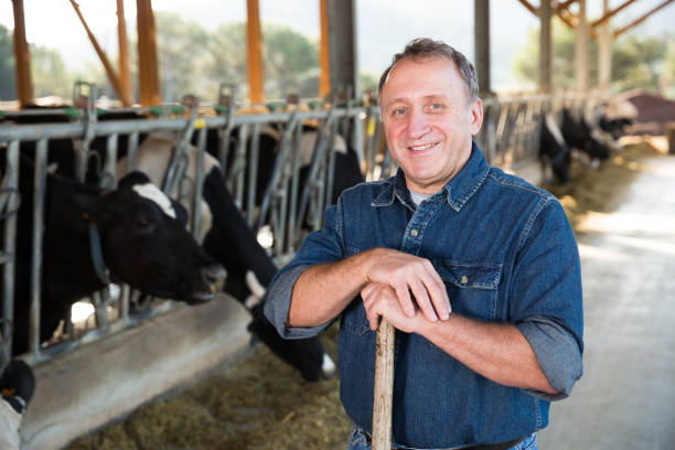 istock Confident man owner of dairy farm 911090820