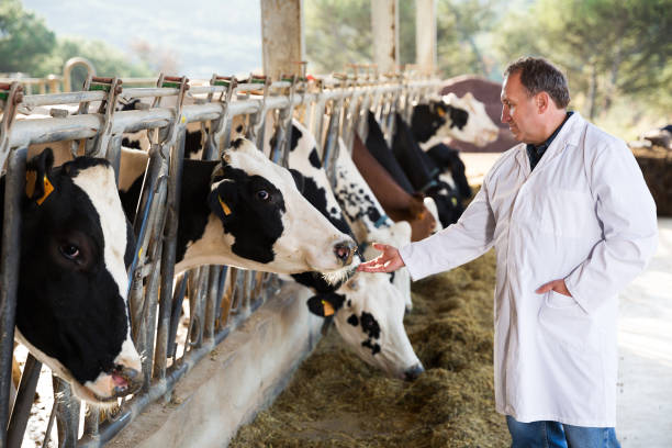 istock veterinarian against background of cows in stall 911090832