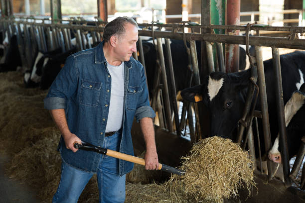 istock Portrait of man who is feeding cows 911091230