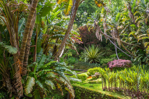 istock Mountain in Sao Miguel, Azores 911096986