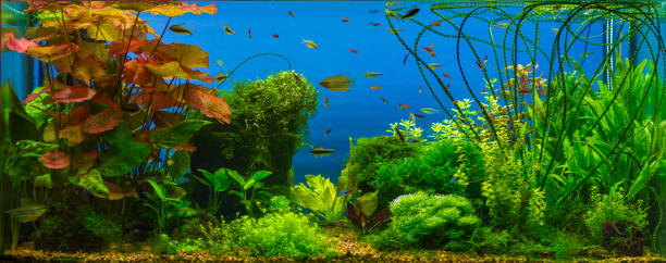 tropical fresh water aquarium - hobbies freshwater fish underwater panoramic imagens e fotografias de stock