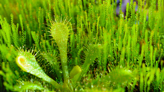 Sundew plant (drosera) and green moss background