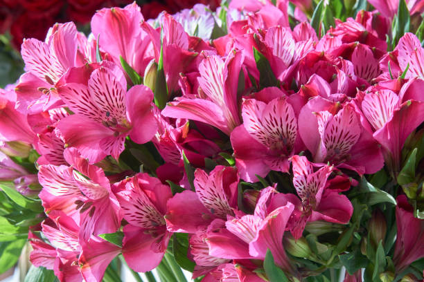 istock Bunch of pink alstroemeria 911098064