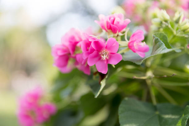 istock A pink flowers close up 911101916