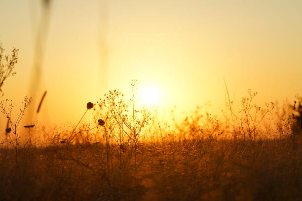 istock yellow sunset in the field nature background 911108734
