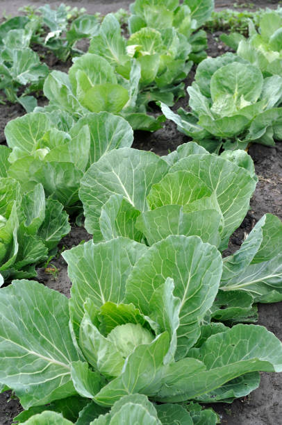 istock organically cultivated ripening cabbage plantation 911109070