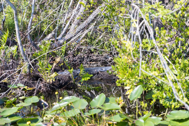 florida alligatoren im everglades national park. big cypress national preserve - big cypress stock-fotos und bilder