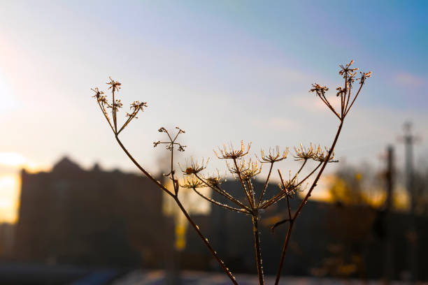 istock Sunset in the city in the winter 911112376
